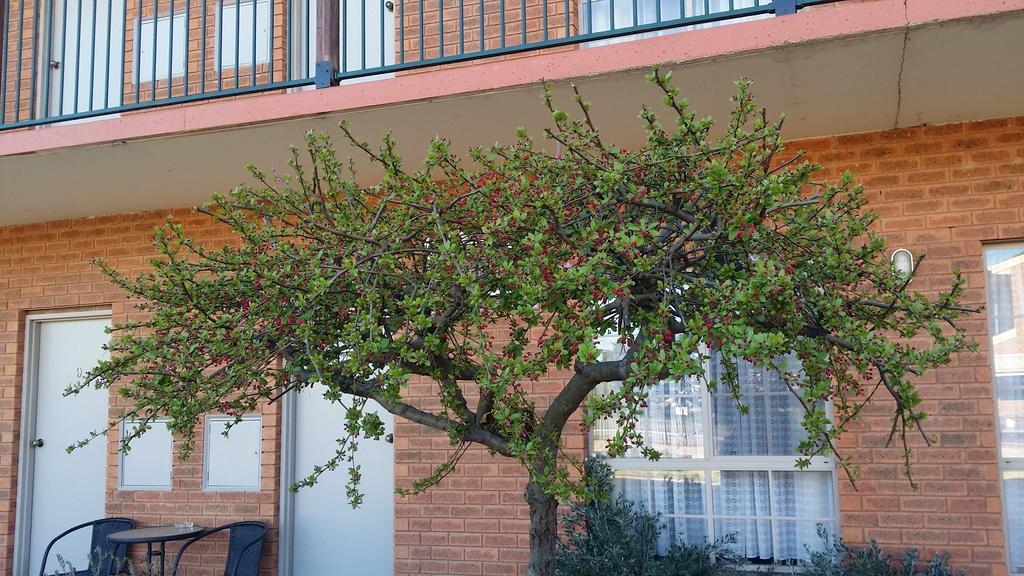 Bridge Motor Inn Tocumwal Exterior photo
